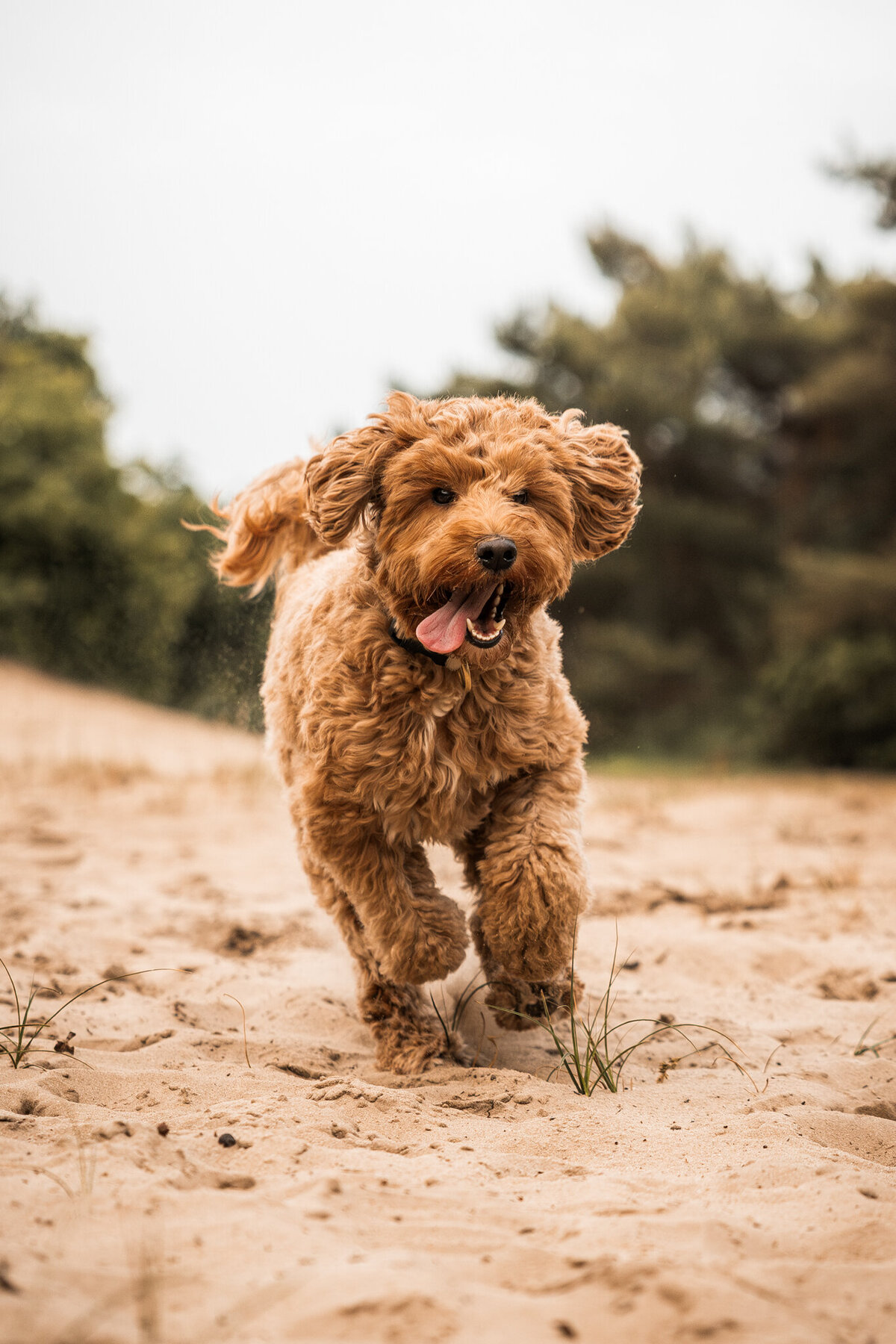 Honden actie-2