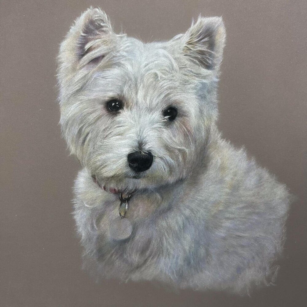 Westie---Coloured-Pencil-Pet-Portrait---Bonny-Snowdon-Fine-Art