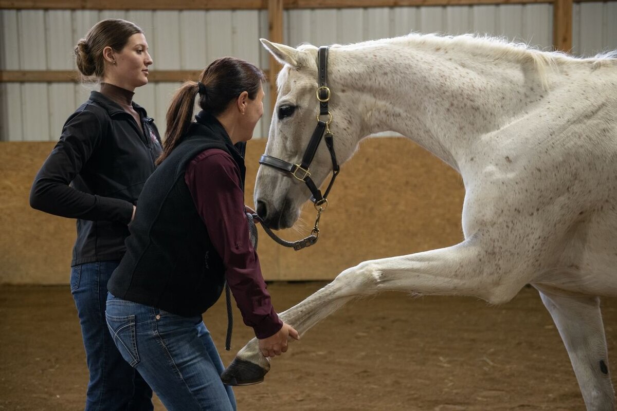 equine veterinarian for performance horses in greensburg pa