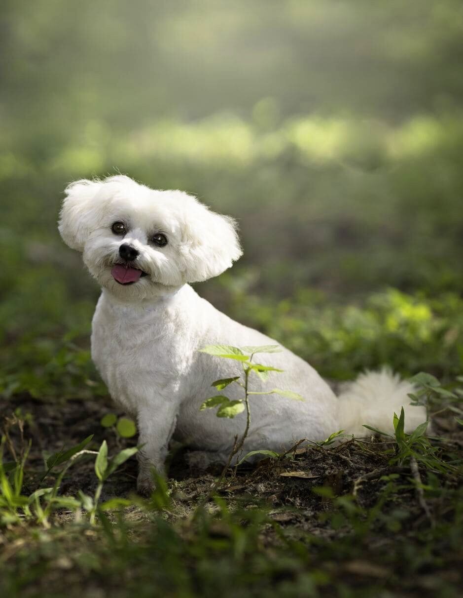 lilla-bordas-portraits-tampa-DOG-photographer1336_1 - Copy