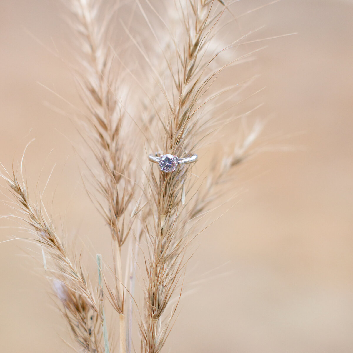 wedding ring detail resting on wheat grass  by Firefly Photography
