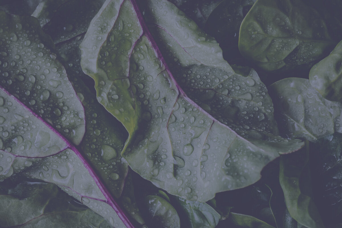lettuce_a