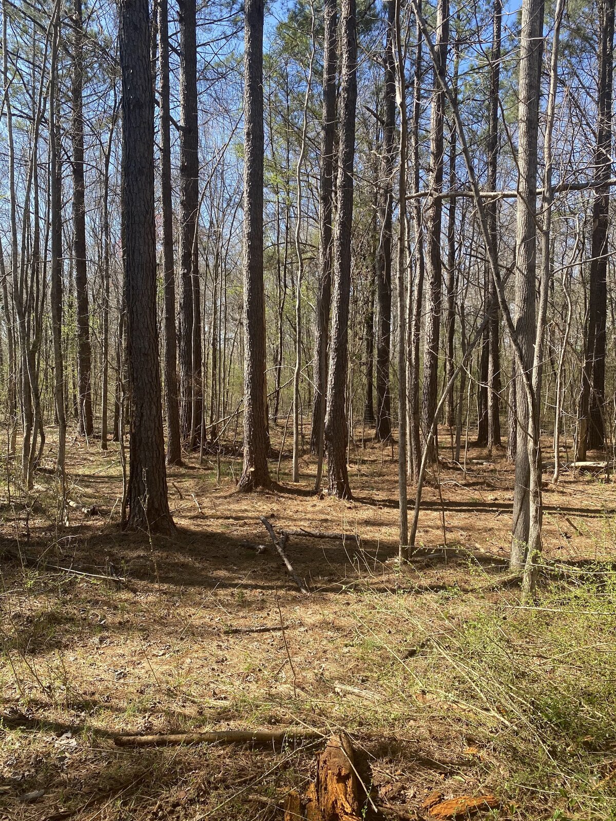 wooded-area-with-clean-forest-floor