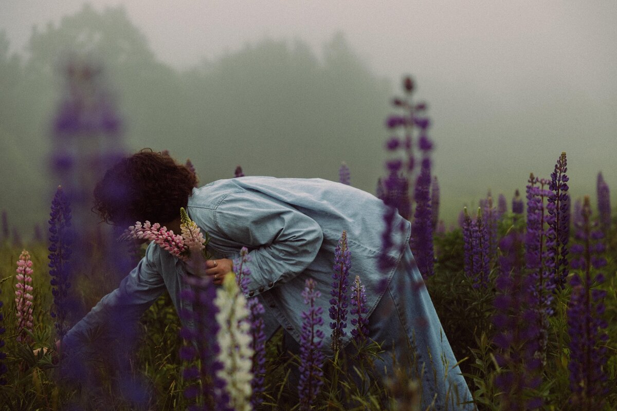 Viewing Lupines in Maine