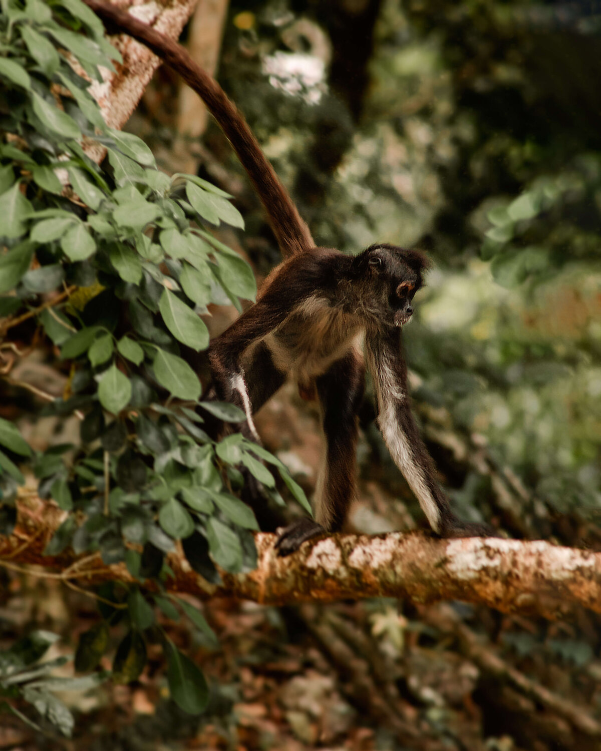 spider monkey Guatemala