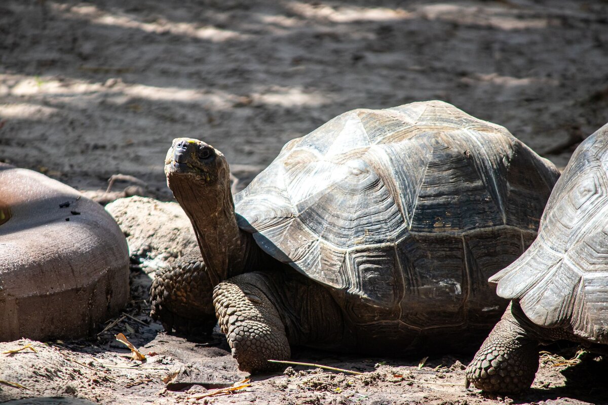 tortoise-2aa2e485-2500