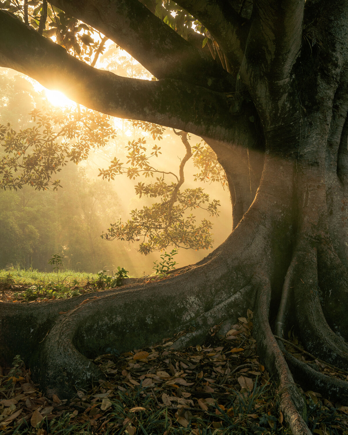 120_tree_helloemilie