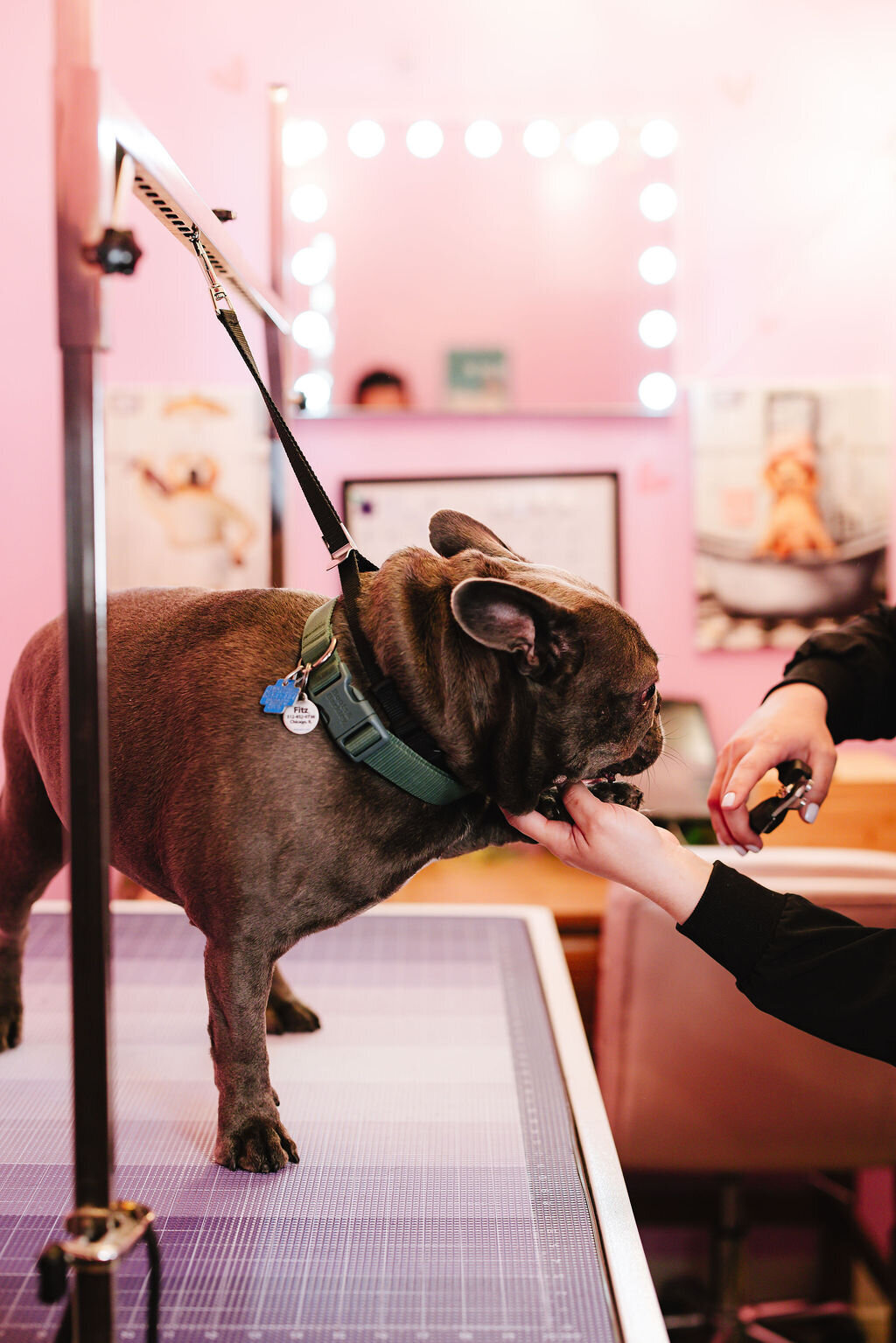 05.14hillfamilypetcare-308