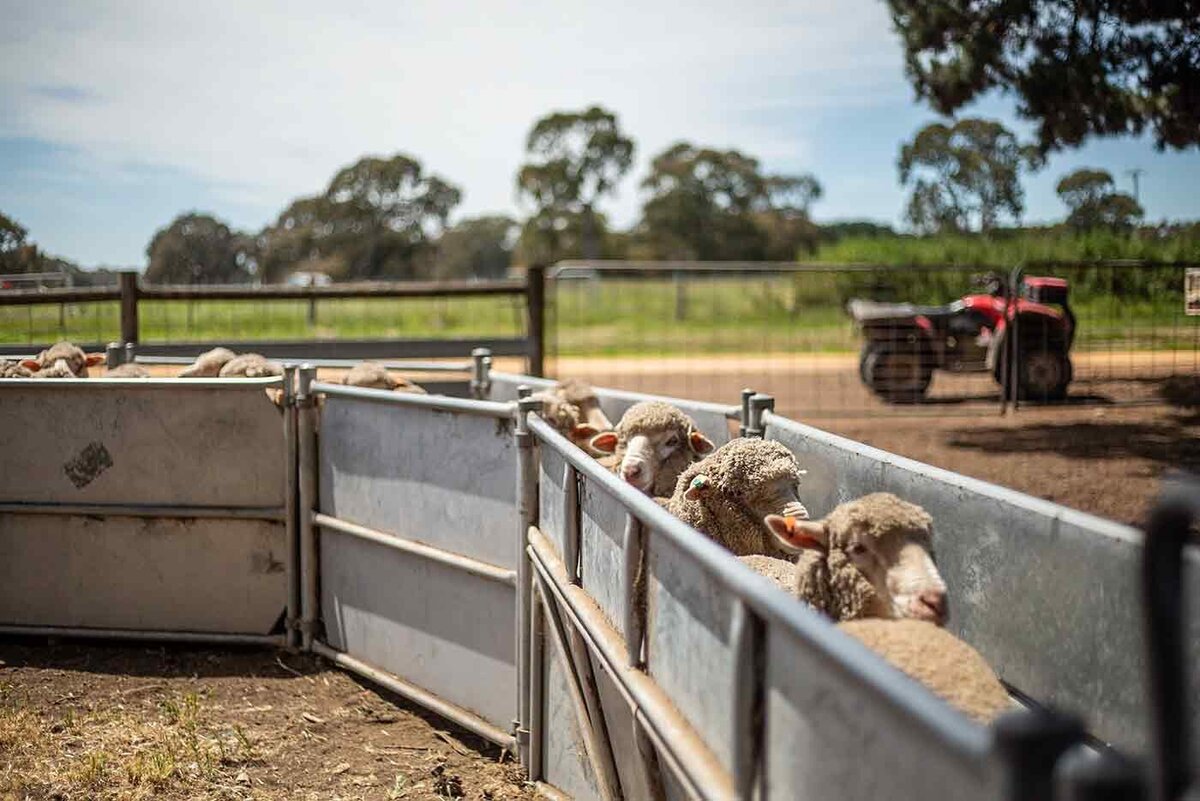 Animal welfare sheep
