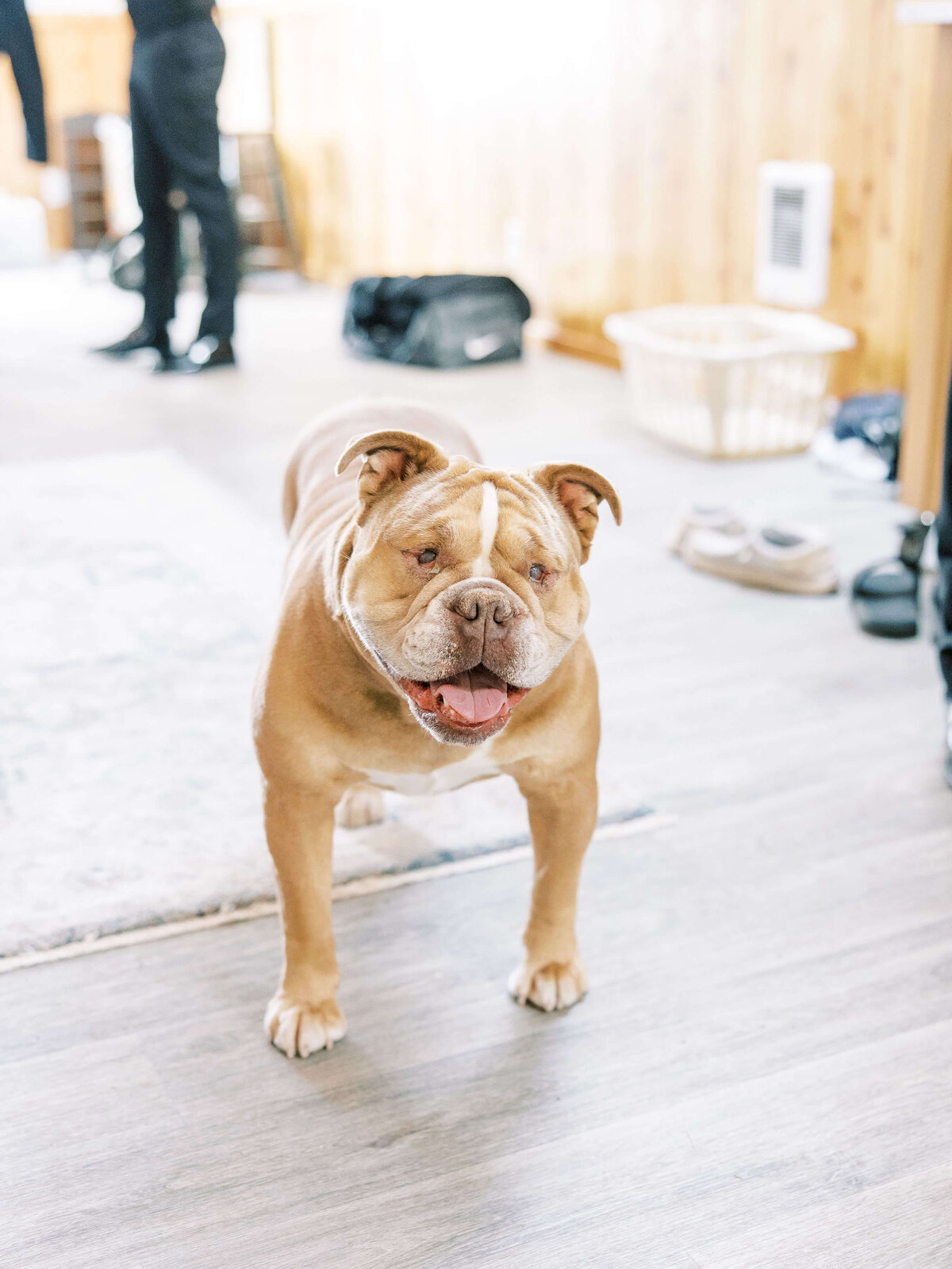 A dog smiles at the camera.