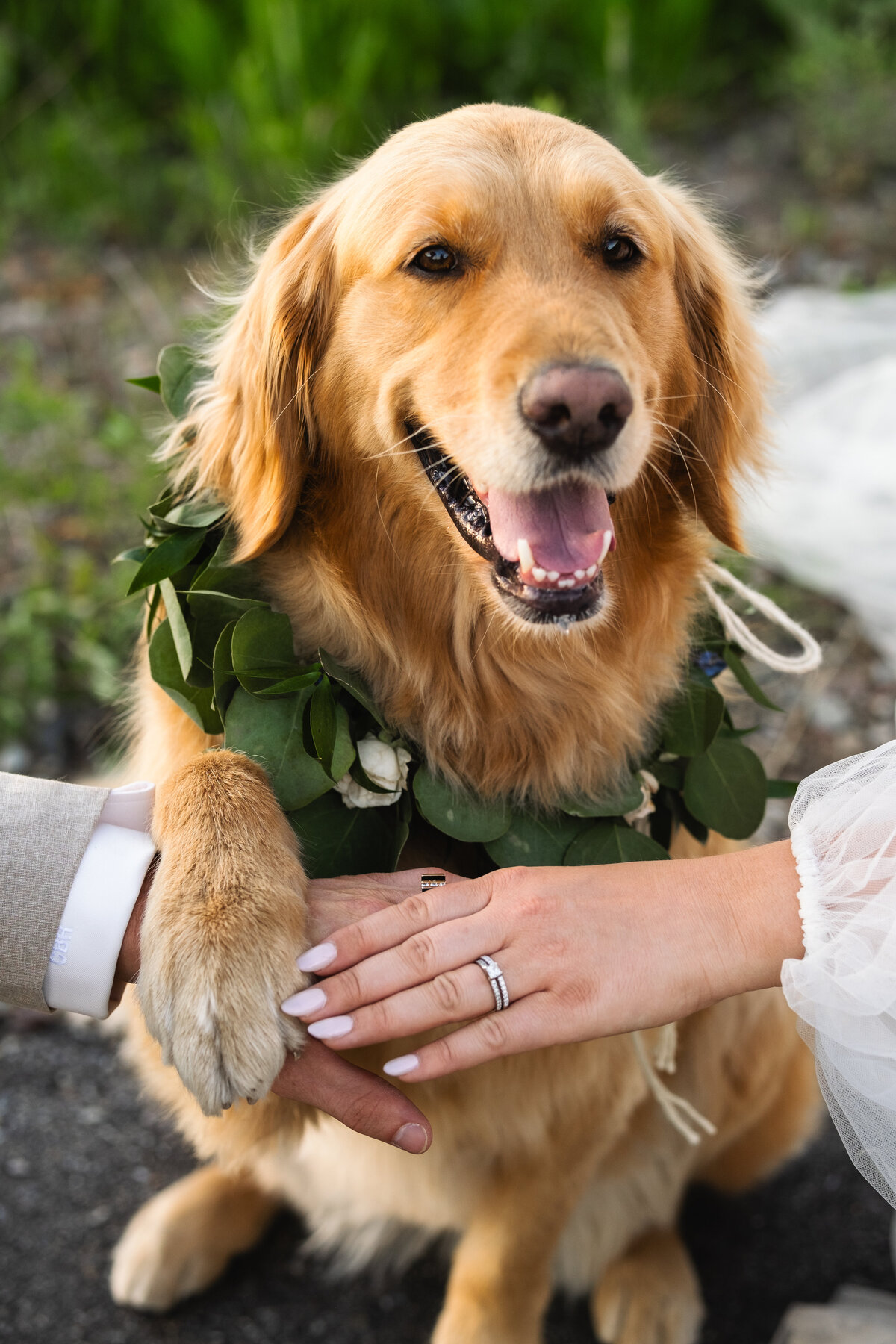 A dog poses holding hands with a couple after a Grand Teton Elopement