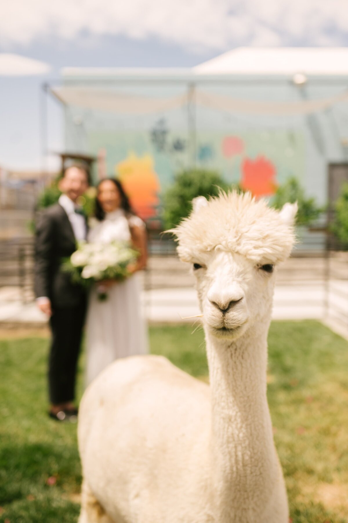 The Doyle Las Vegas Elopement