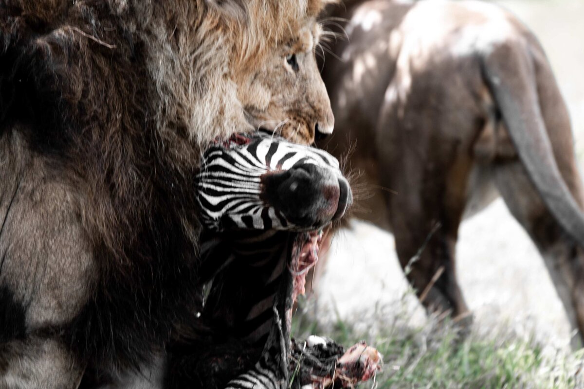 TAASA Safari Wildlife (11)