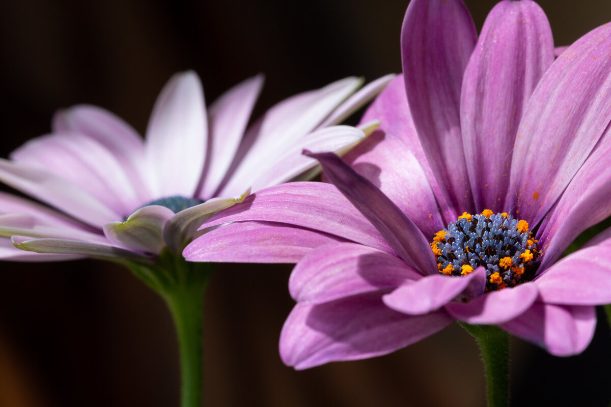daisy_9596_2