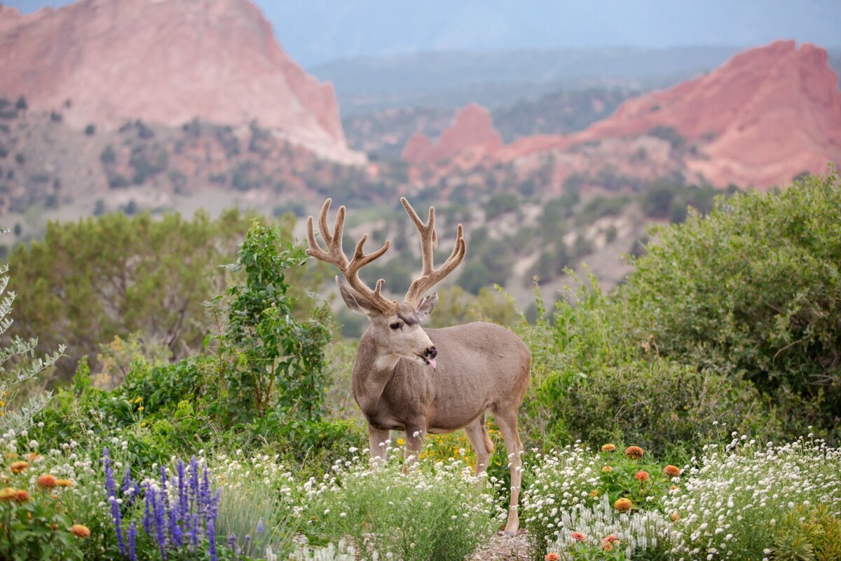 wedding photographers in Colorado Springs