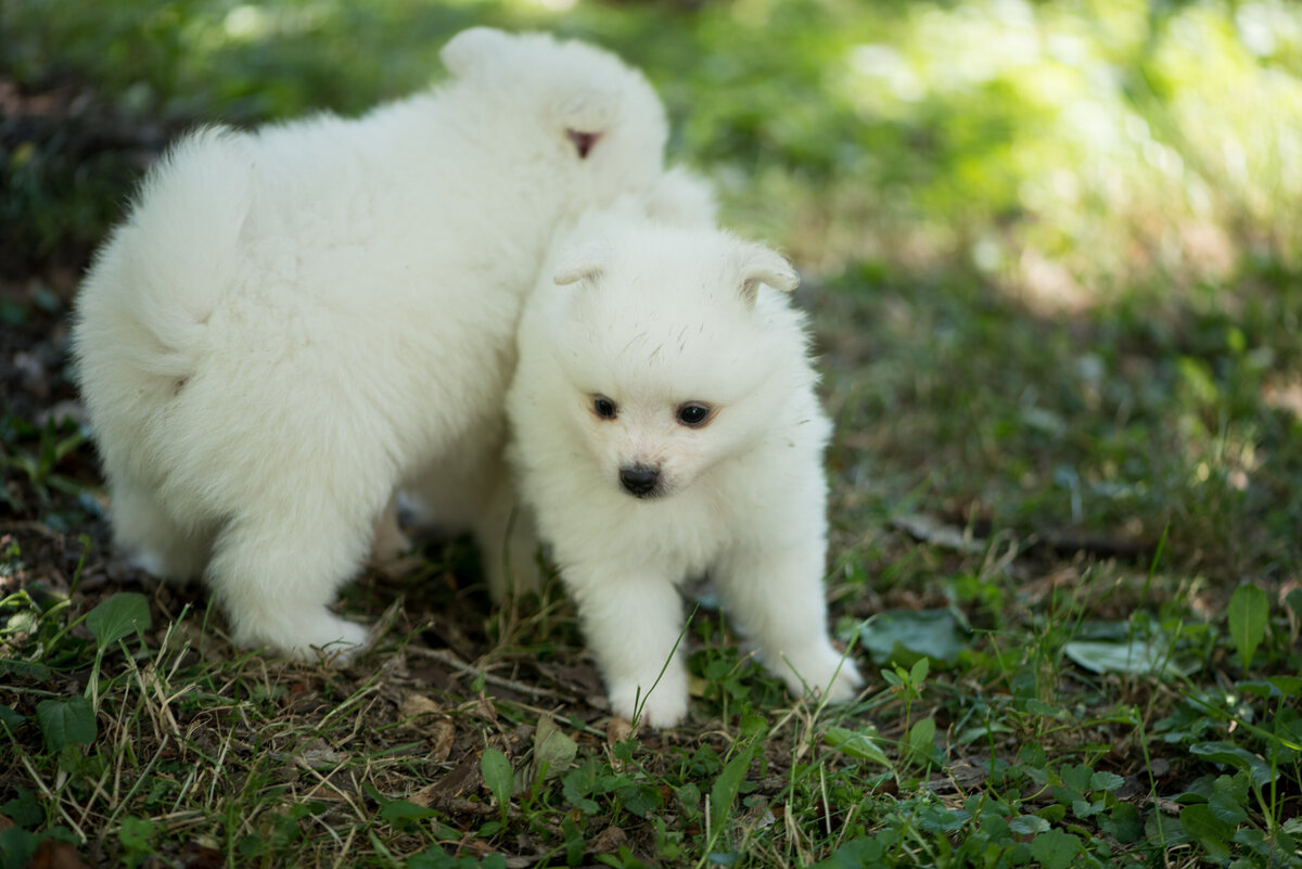 2 volpino italiano puppies | breeder in mn