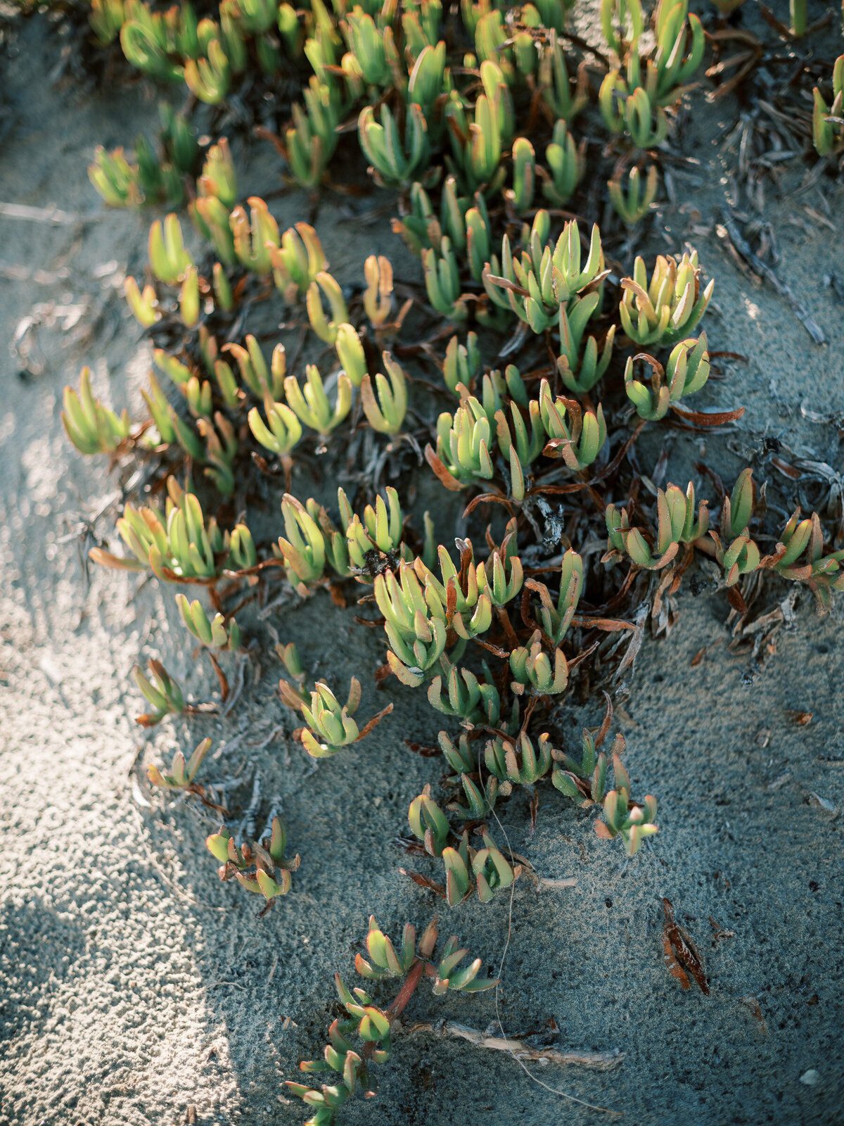 jenna-marie-photography-family-session-coronado-beach-2025-3