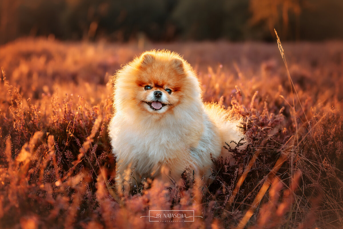 Buddy de pomeriaan tussen de heide aan het lachen naar de camera bij Herperduin