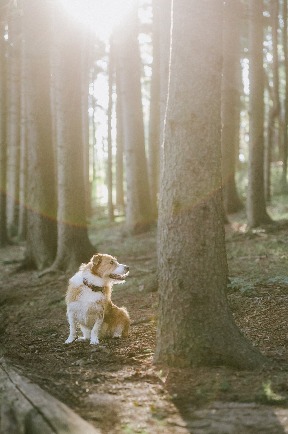 rescue-dog-photography-nj