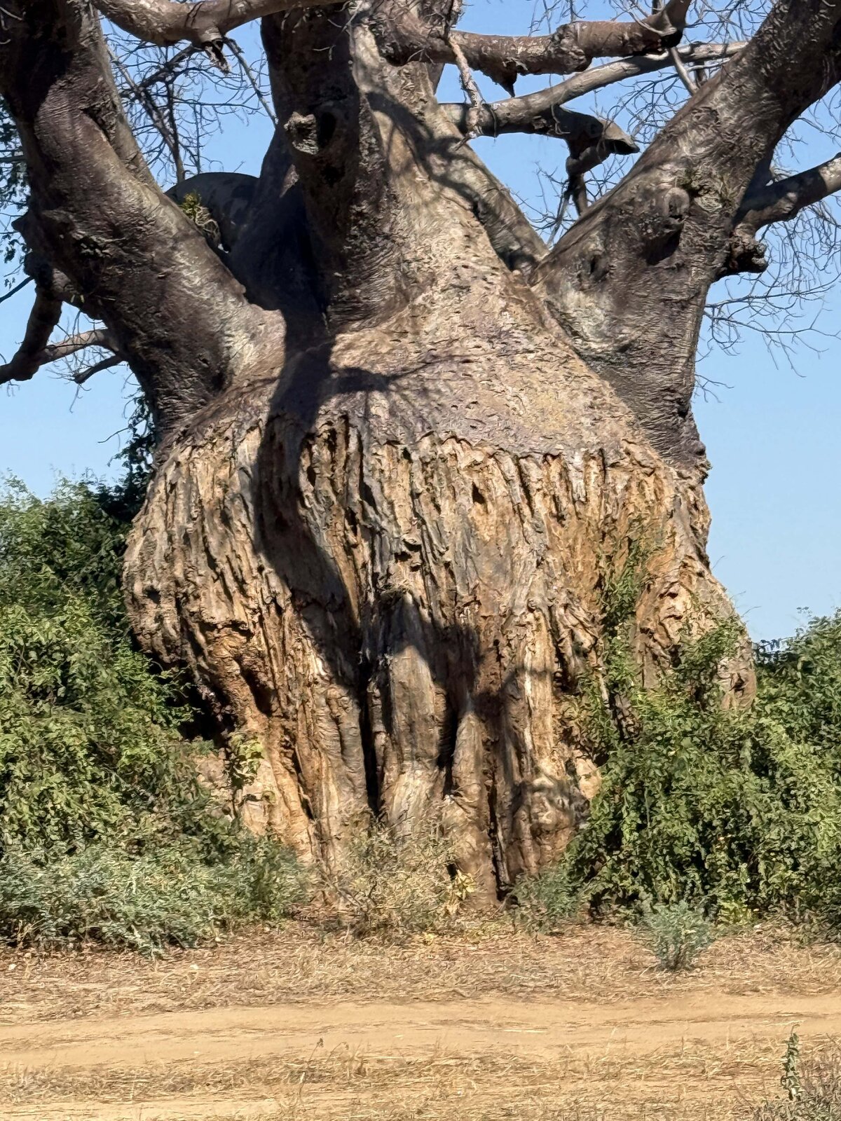 Massive thick tree