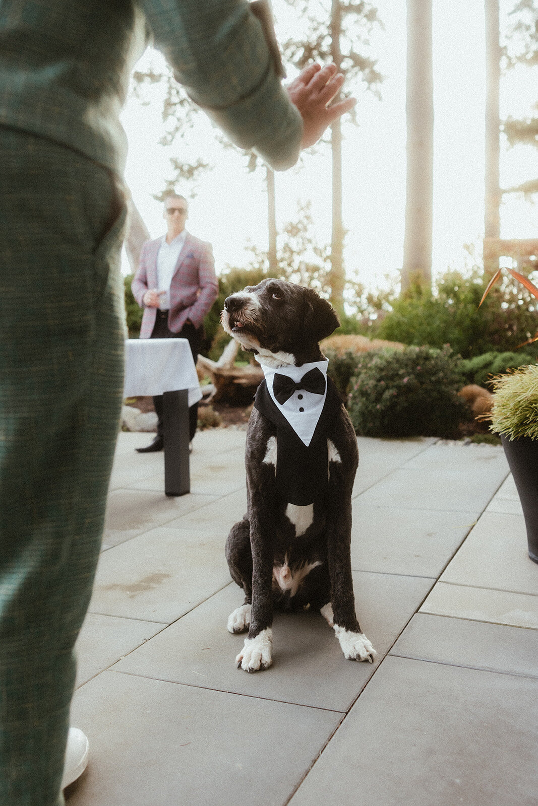 dog-petsatweddings-bestdog-queer-wedding