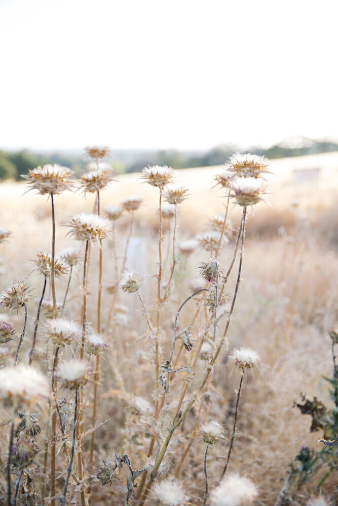 el-dorado-hills-photographer_Kelsey-Krall-Photography-1