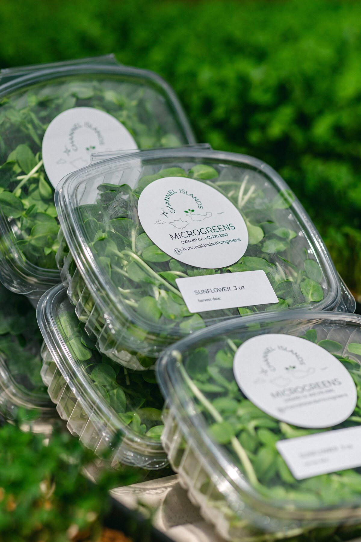 Channel-Islands-Micro-Greens-Local-Farmers-Markets-0079