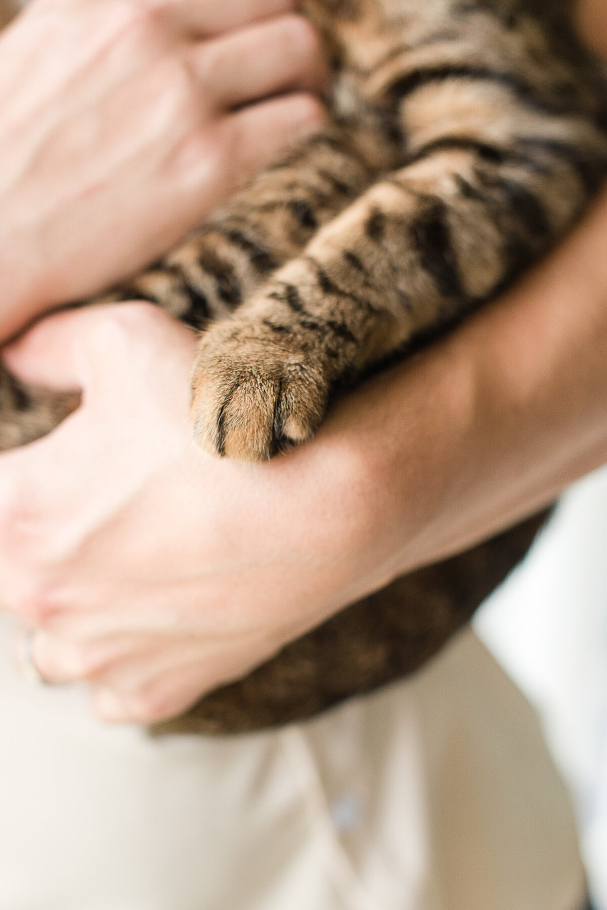 close up of cat paw on human hand