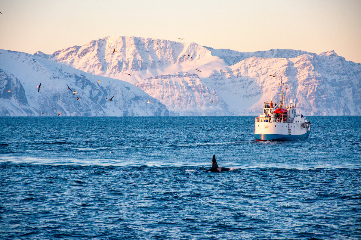 orcas in norway