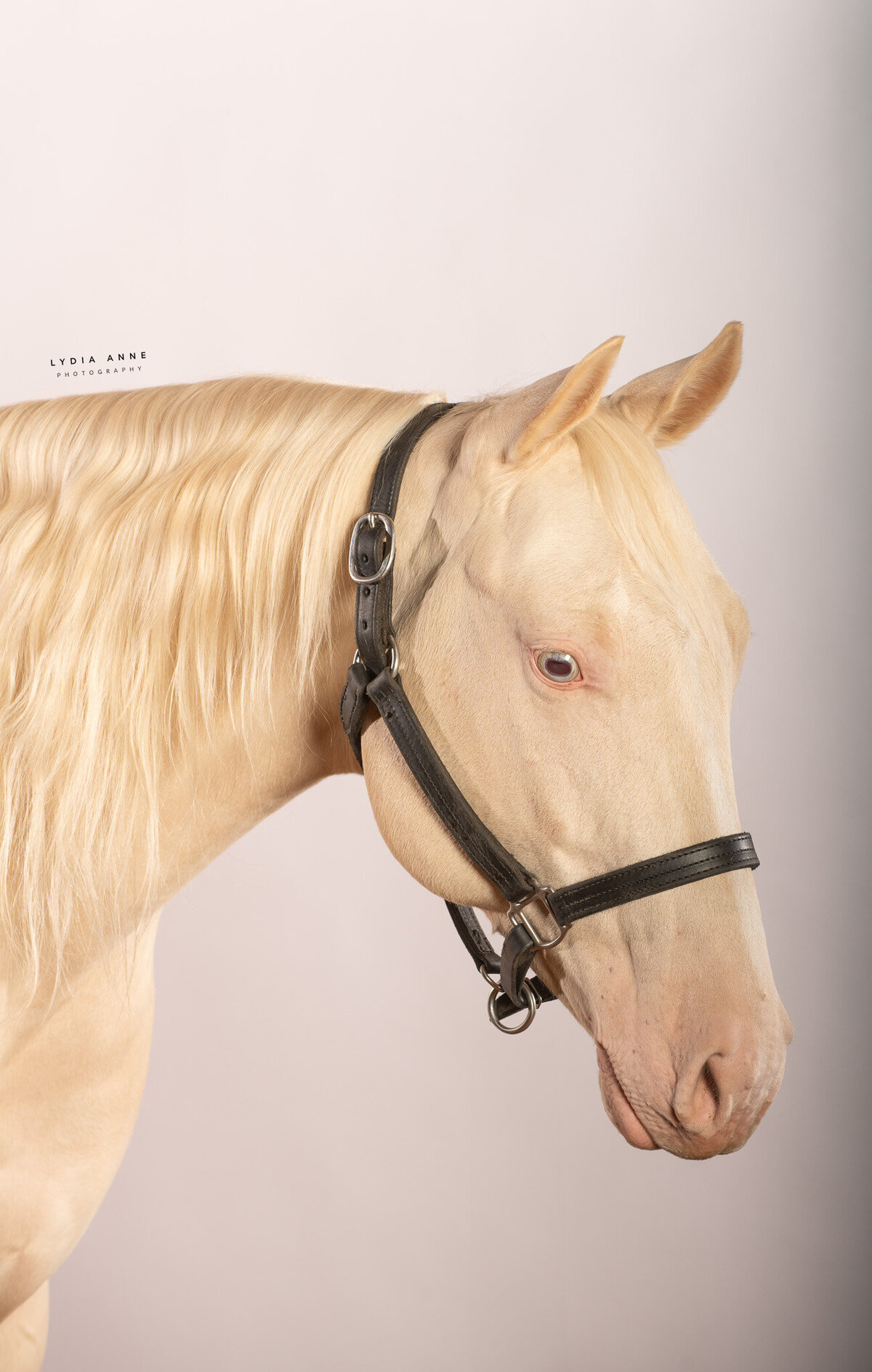 Preserve the moments that matter most with an equestrian portrait session in Rochester, NY. Whether you're celebrating a special occasion or simply capturing your everyday riding experience, our photographers will work with you to create breathtaking images that showcase the beauty of the equestrian lifestyle. Our sessions feature stunning outdoor backdrops, from rolling pastures to wooded trails, allowing us to capture the perfect shot of you and your horse in a natural and relaxed environment. With a focus on creativity, light, and detail, our portraits will beautifully tell the story of your equestrian journey for years to come.