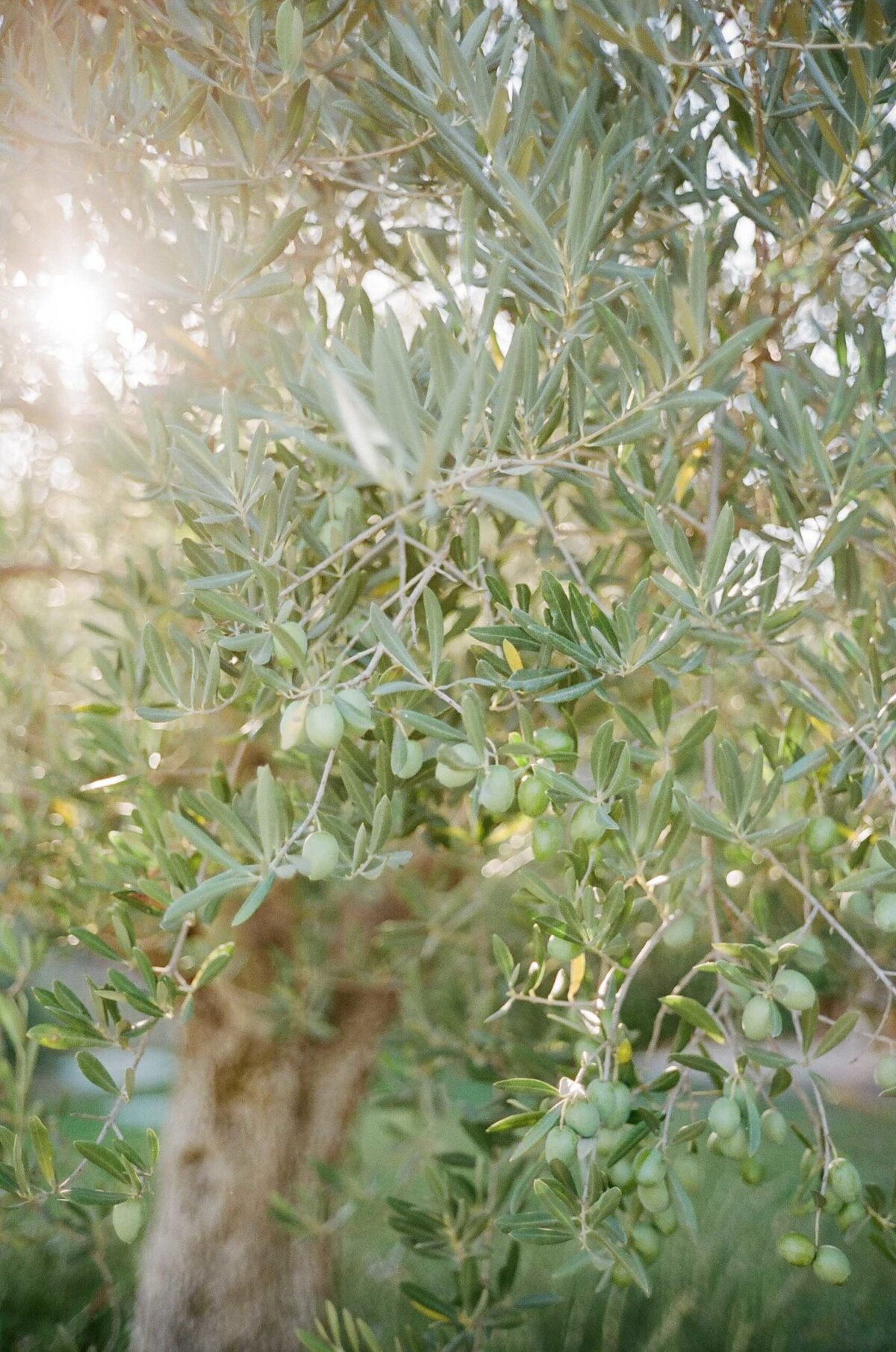 Provence-Film-Photographer-France-Destination-Wedding-Molly-Carr-Photography-23-scaled