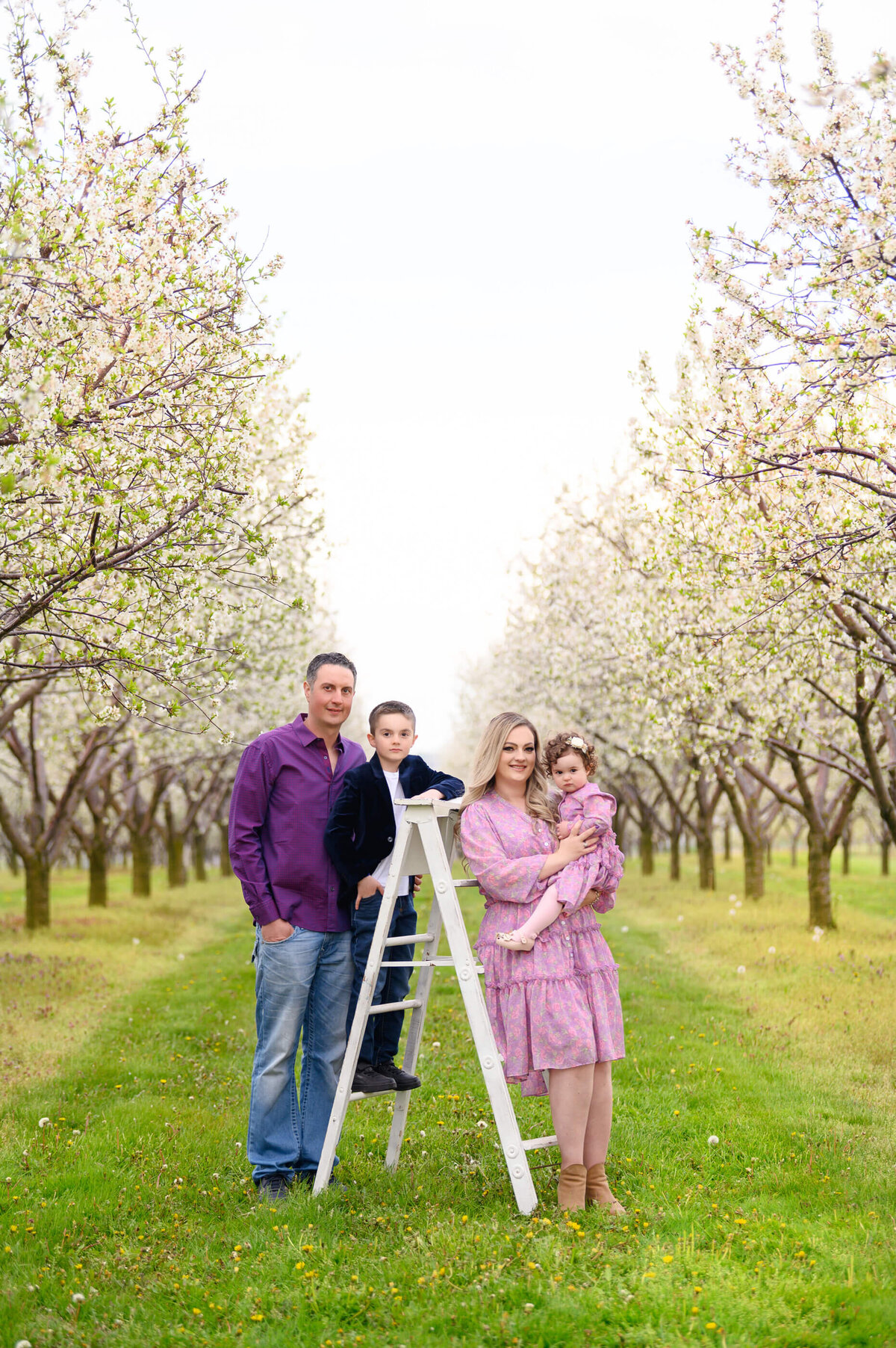 mom and dad with their son and daughter standing on a white ladder in a cherry blossom field for their Burlington family photographer session
