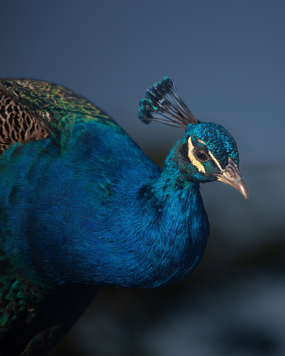 Pavo 1