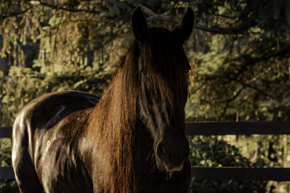 seattle-equine-photographer