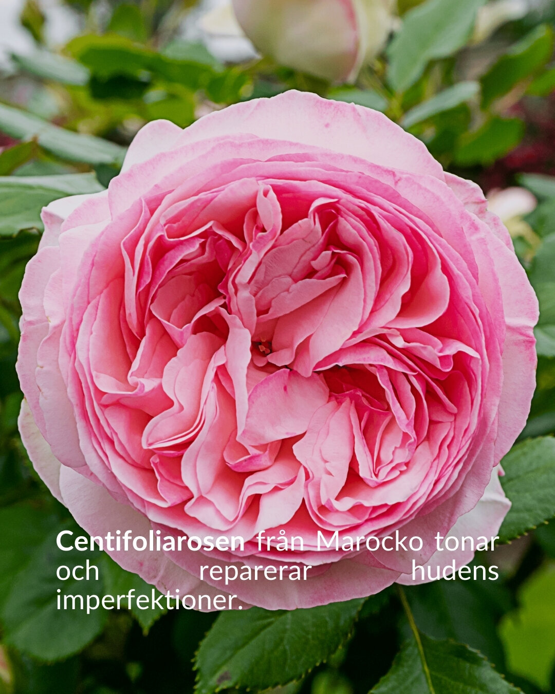 Den Svarta Baccara-rosen, symboliserar varaktig passion. Dess sammetslena svarta kronblad ger skydd och mjukhet. (5)