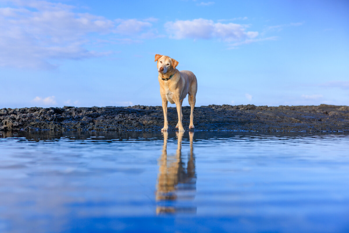 Hawaii Senior Dog Photography-41