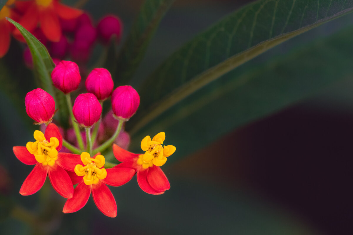 tropical_milkweed_9758_C1