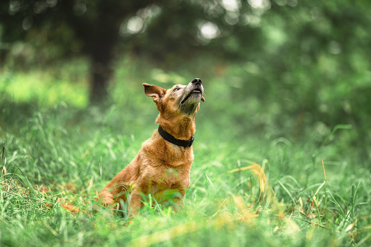 Hundefotografie-chemnitz-Tierfotografie-fotograf-Uhldingen-Bodensee-Hamburg-Dresden-Erfurt-Konstanz-18