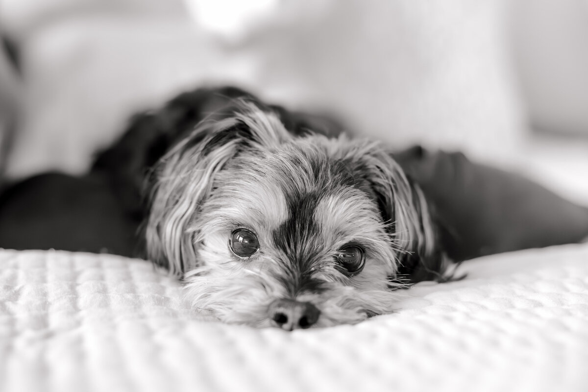 Hollyn Newborn 2024-8