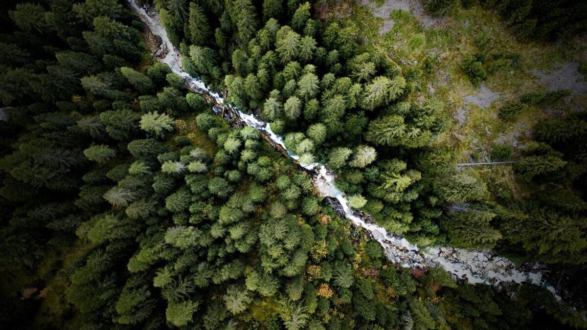 Vue aérienne d’une forêt, représentant le passage entre les mondes par le mouvement