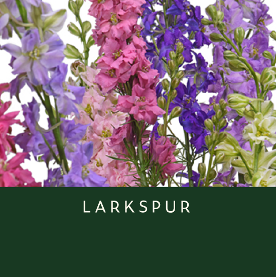 Larkspur