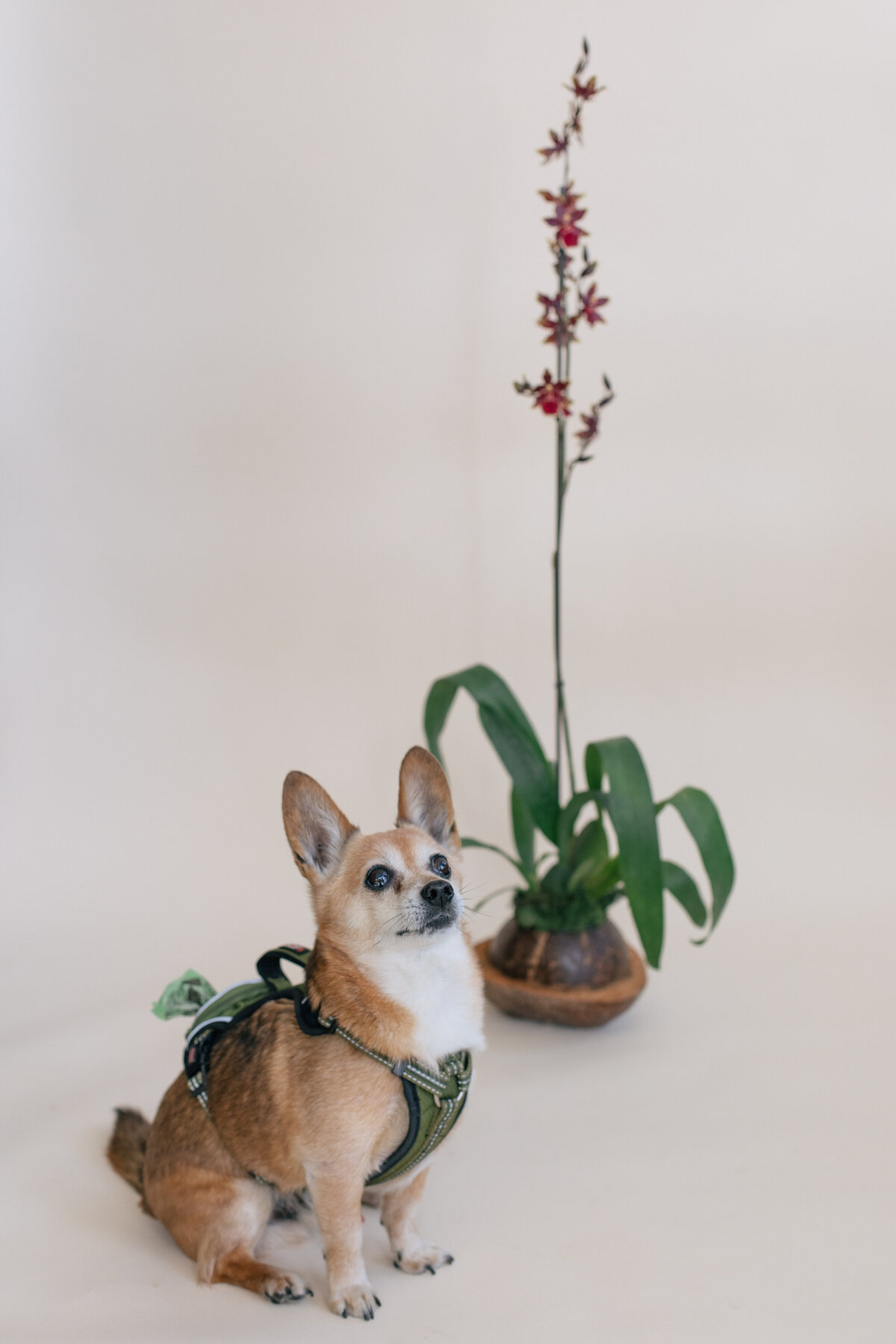 Diosa-Blooms-April-2021-8121