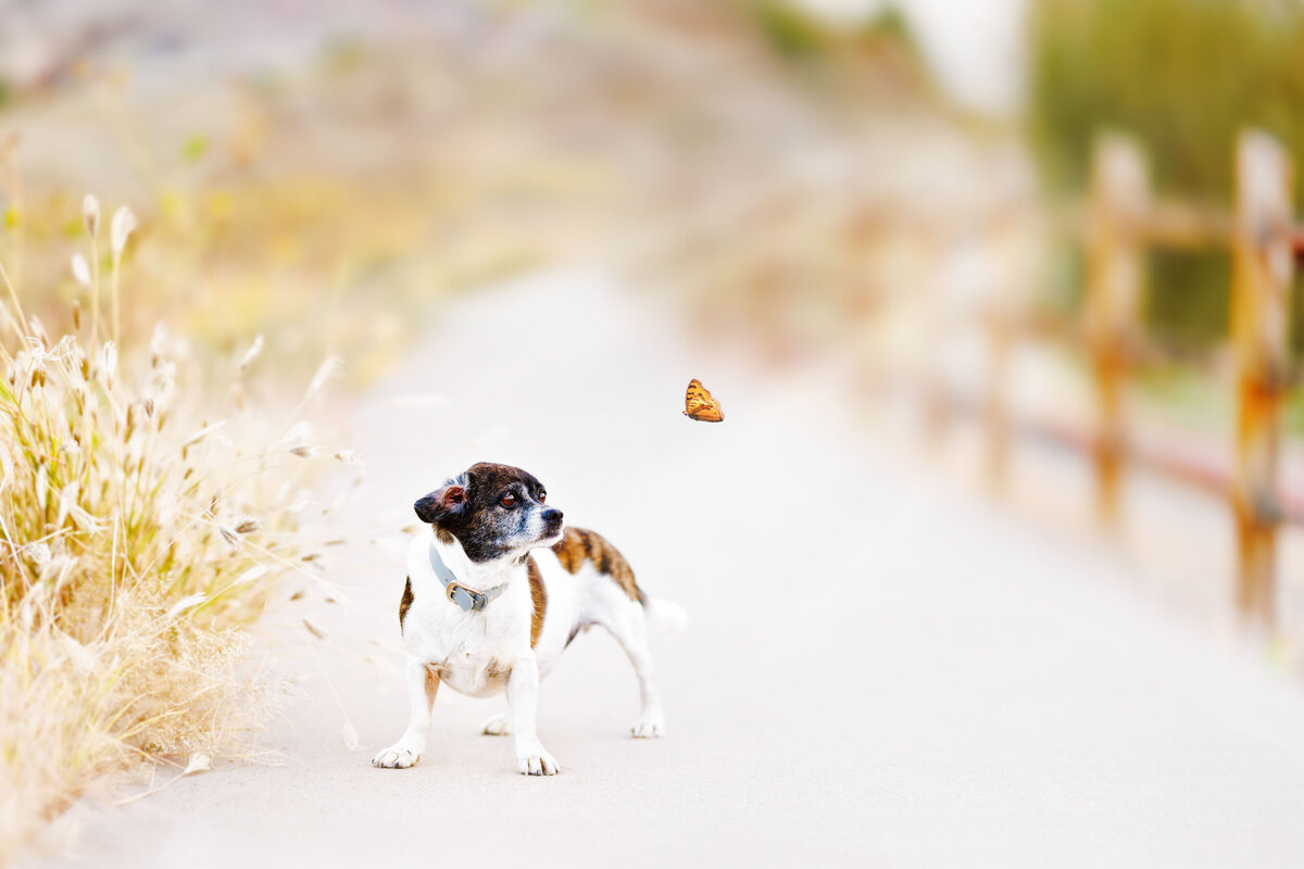 Pet Photographer Grand Junction -  387