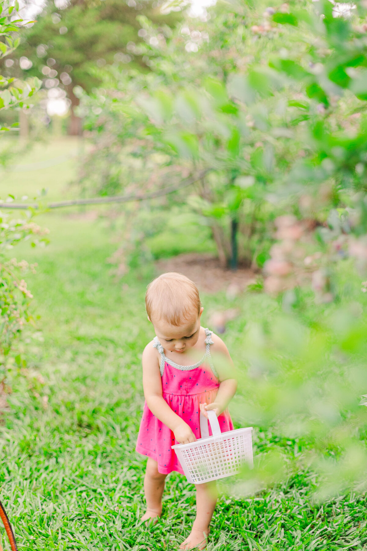 berrypickin-101
