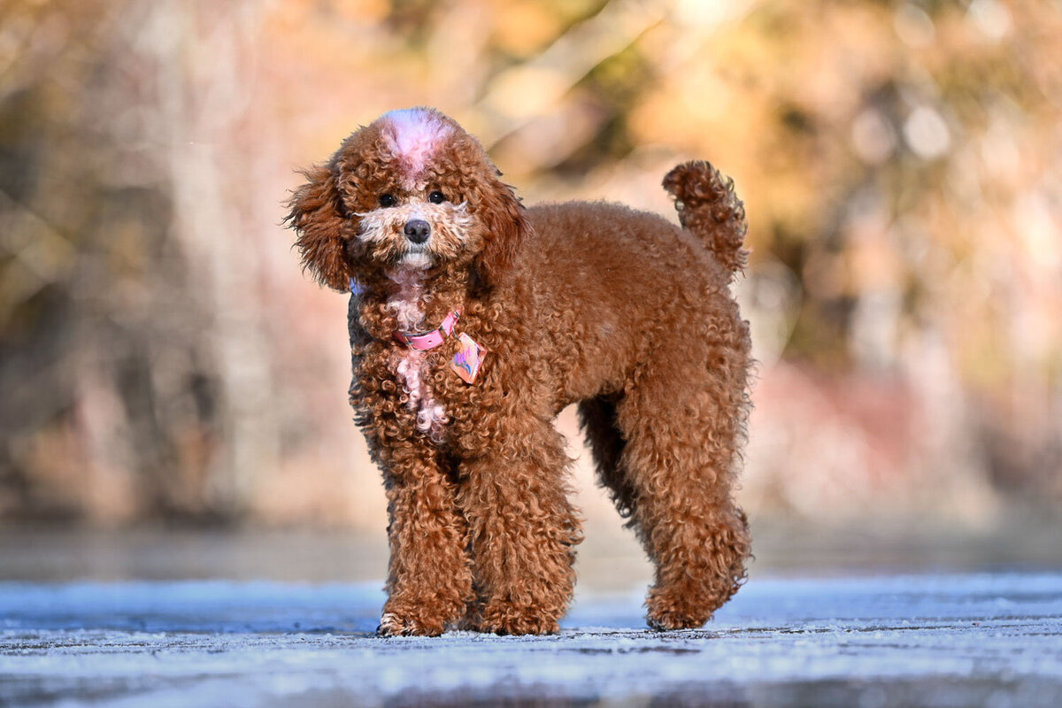Heavenly Puppies to Love Cavapoo, Cockapoo, and Maltipoo Puppies Photo Jan 26 2025, 11 51 33 AM6