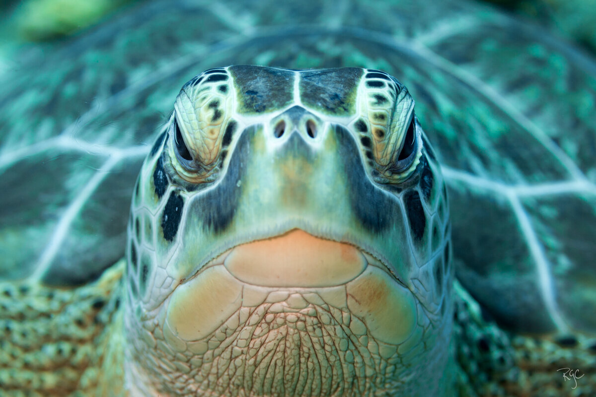 RGEORGE_2019_Roatan2019_5B9A0443_0184