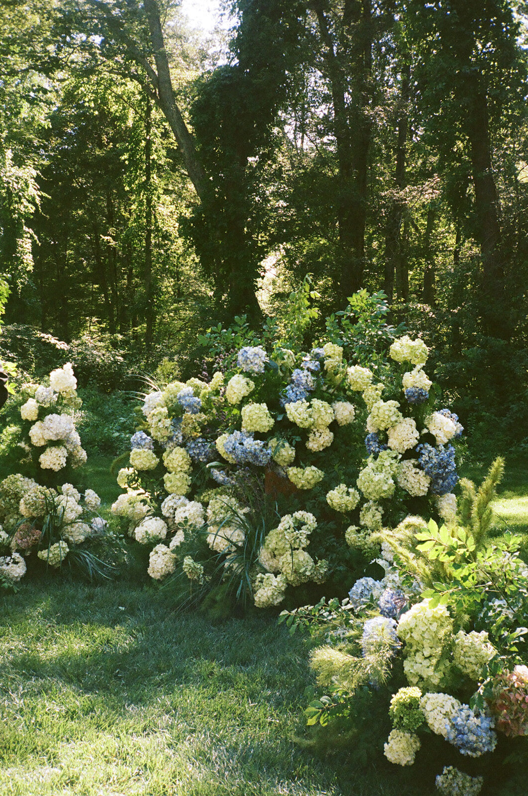hydrangea-wedding-ceremony-at-willow-hill-ct