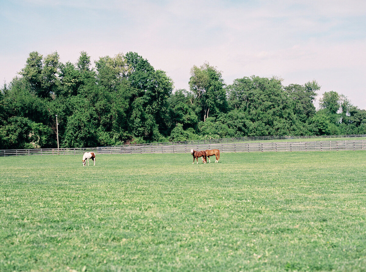 horses on pasture on the hillside