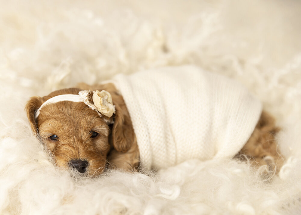 PETS_PUPPYGOLDENCAVOODLEDOGWRAPPEDLIKEABABY