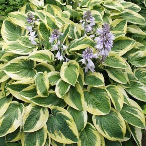 hosta-brim-cup-500